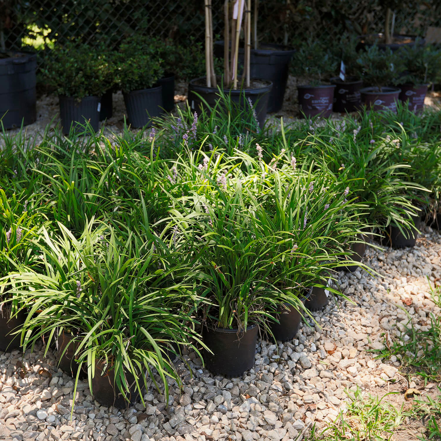 garden center image